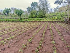 Hama ulat serang jagung petani Hargosari